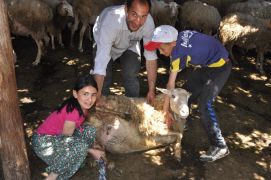 Hocalar’da koyun kırkımı şölen havasında başladı