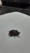 Afyonkarahisar’da gergedan böceği görüntülendi